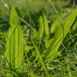 Plantago lanceolata jako zioło wspomagające układ odpornościowy u koni